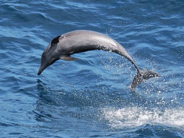 istock A single Pan-tropical Spotted Dolphin leaps clear of the ocean 2206843728