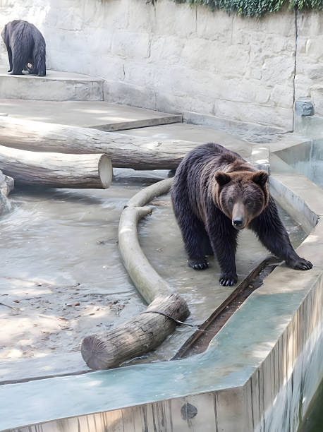 istock A brown bear in a zoo steps cautiously on a wet concrete surface, leaning on the edge of a pond 2206845136