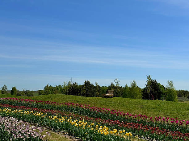 Colorful blue and yellow grape hyacinths in the park around bleach landscape. Optimistic world perception. Color blindness cure.