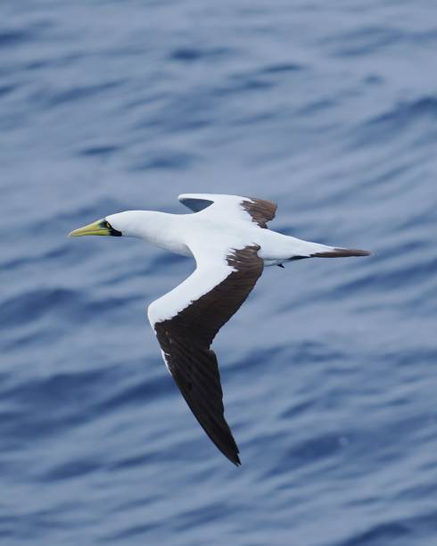 istock A single, adult Masked Booby flies over open waters 2206847855
