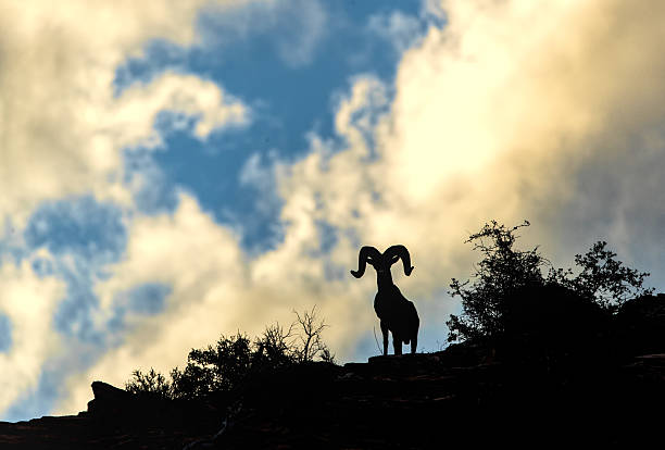 Desert Bighorn sheep ram on redrock cliff