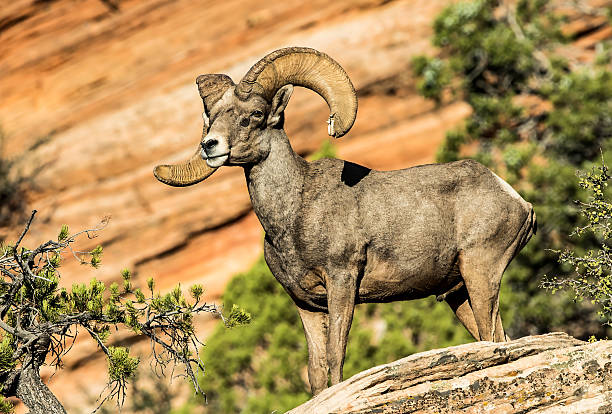 istock Desert Bighorn sheep ram on redrock cliff 2206848683