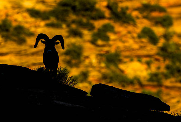 Desert Bighorn sheep ram on redrock cliff  in silhouette