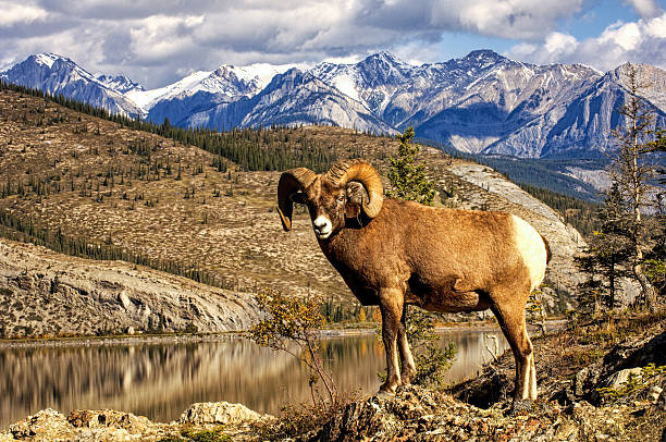 Rocky Mountain Bighorn Sheep in winter. Canada