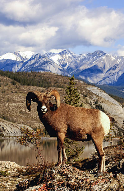 istock Rocky Mountain Bighorn Sheep in winter. Canada 2206849366