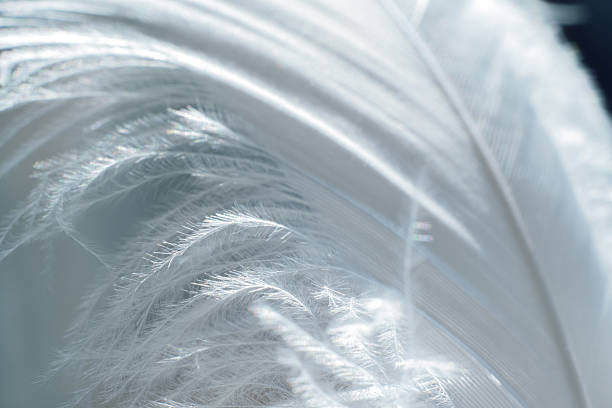 istock Close up of blue feather Detail 2206849485