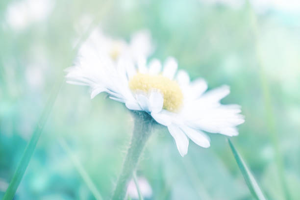 Daisy flowers on meadow floral abstract background