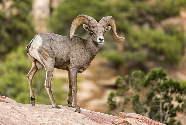 istock Desert Bighorn sheep ram on redrock cliff 2206849570