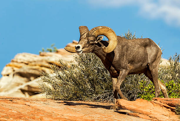 istock Desert Bighorn sheep ram on redrock cliff 2206849633