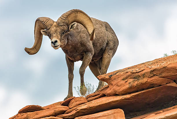istock Desert Bighorn sheep ram on redrock cliff 2206849671