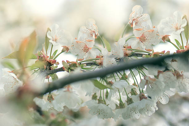 Beautiful close up of cherry blossom