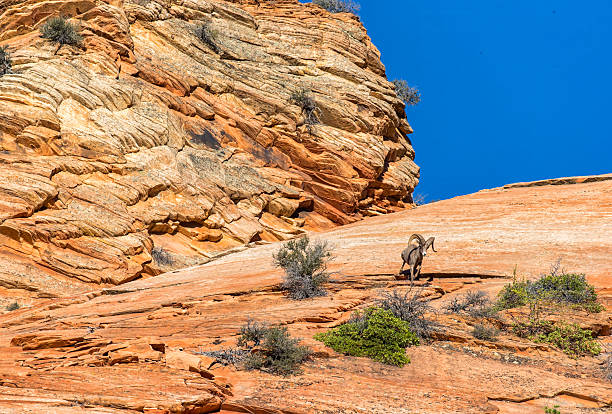 Desert Bighorn sheep ram on redrock cliff