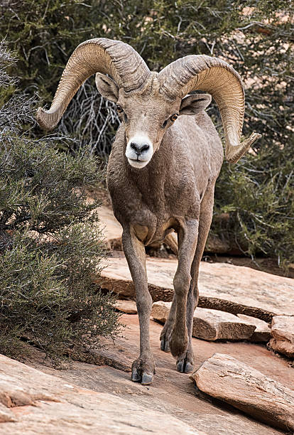 istock Desert Bighorn sheep ram on redrock cliff 2206850051
