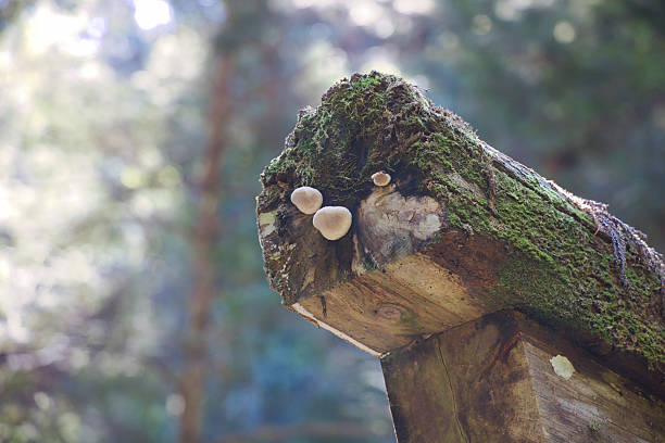 Moss and mushrooms growing on a dilapidated torii gate