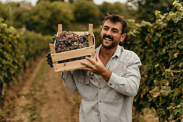 istock Winemaker Carrying Crate of Grapes in Vineyard During Harvest 2206851390