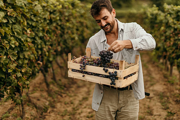 istock Winemaker Harvesting Grapes in Vineyard During Wine Grape Harvest 2206852227