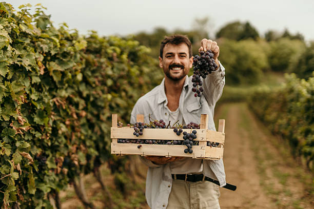 istock Winemaker Harvesting Grapes in Vineyard, Holding Crate and Showing Bunch 2206852229