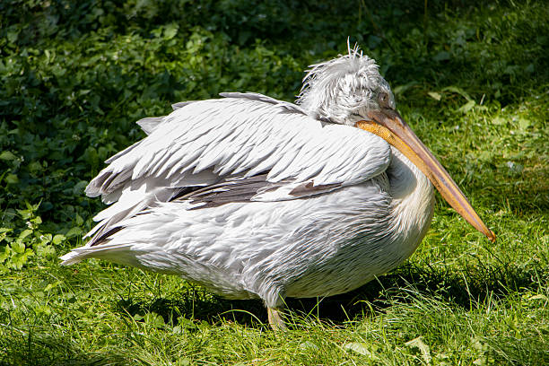istock The Dalmatian pelican (Pelecanus crispus) on a green grass. 2206853880