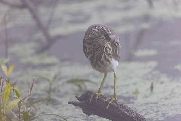 Pond Heron (Ardeola) bird fishing near water body at forest during foggy morning.