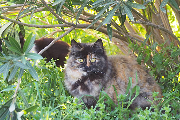 Close-up of a multi colored stray cat with in the meadow.