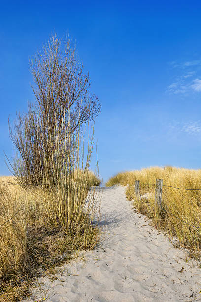 istock dune crossing to the beach 2206857779