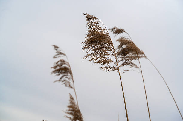 istock A Gentle Breeze flows Over the Tall Grass swaying gently Under a Cloudy Sky above 2206858034