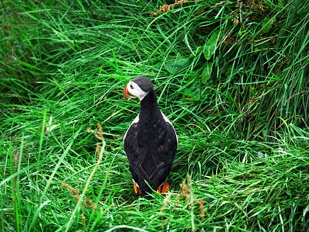 Puffins on the coast cliff near Dyrhólaey Lighthouse in Iceland
