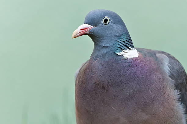 istock Common bird Columba palumbus aka Common Wood Pigeon. 2206860624