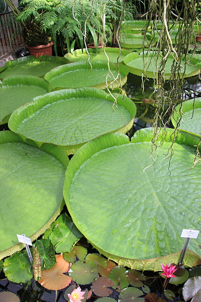 istock At the water lily pond 2206860976