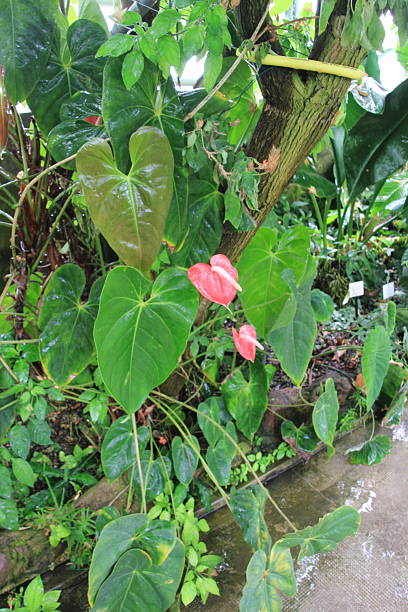 istock Plants in the botanical garden 2206861008