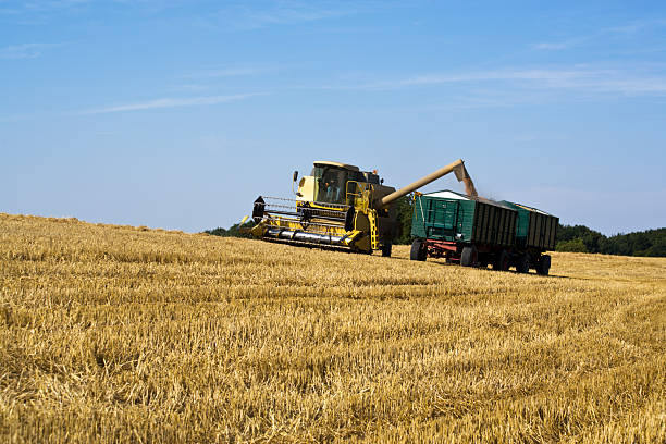 istock wheat harvesting - filling the grain into a trailer 2206861806