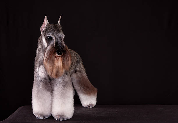 Elegant and poised, this Schnauzer showcases a meticulously groomed coat and a regal stance, ready for the spotlight!