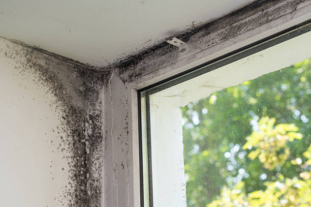 istock black mold in the corner of the window. 2206863448
