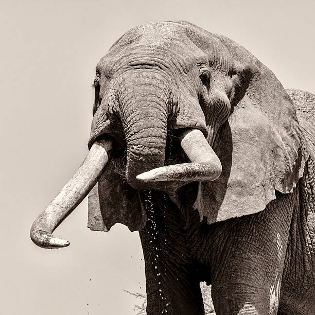 istock Big tusker Craig close view 2206863636