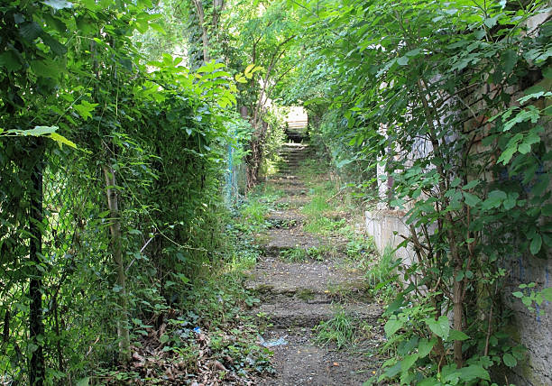 istock A view on a passage with green vegetation. 2206863771