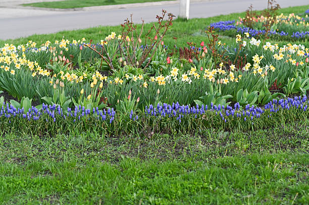Flowers in the garden