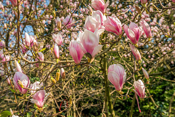Closeup of large pink flowers on the branches of a Magnolia tree. The leaf buds will also open soon now because spring has started.