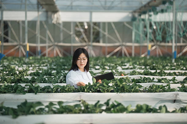 istock Asian female scientist is using a digital tablet  in the greenhouse 2206864624
