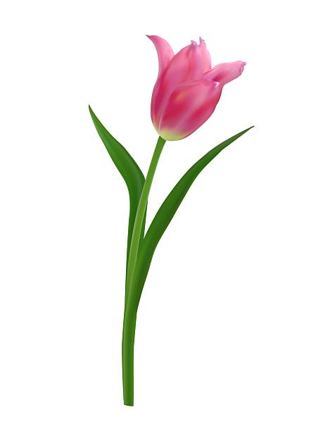 istock Elegant realistic pink tulip. Vector spring tulip flower for Mother's Day designs, 8 march posters, wedding cards, digital art. 2206865722