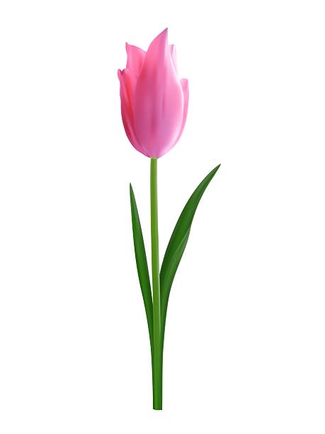 istock Isolated realistic pink tulip flower. Vector illustration for spring festive decoration, floral arrangements, print materials 2206865766