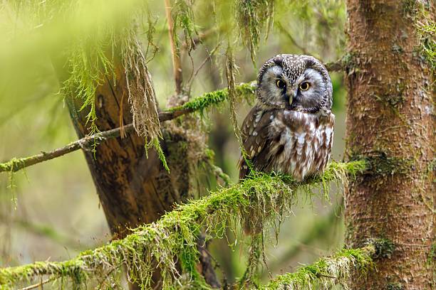 istock Boreal Owl in a Lush Green Forest 2206867151