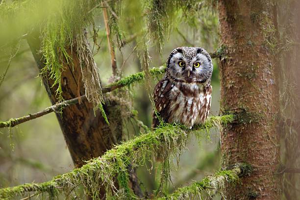 istock Northern Saw-whet Owl in Lush Forest 2206867158