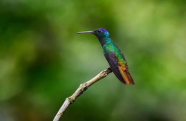 istock side view of a Golden-tailed sapphire hummingbird perching on a branch 2206867902