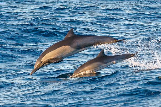 istock Two Common Dolphins breach the Pacific Ocean swell 2206868115