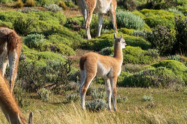 istock Guanacos grazing in Patagonia's lush fields. 2206868150