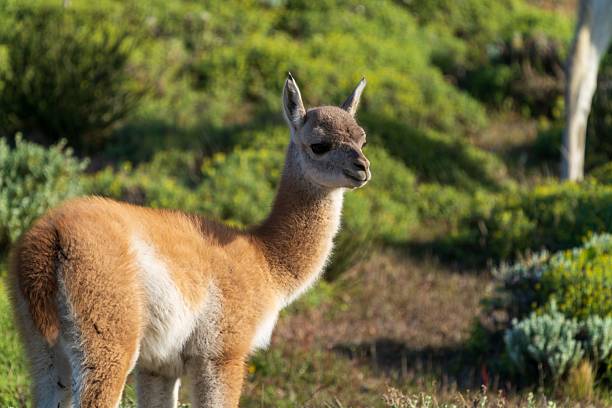 istock Young guanaco in a vibrant landscape. 2206868152