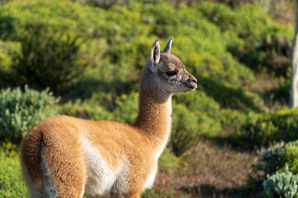 istock Young guanaco in a green landscape 2206868154