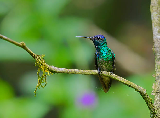 istock front view of a Golden-tailed sapphire hummingbird perching on a branch 2206868231
