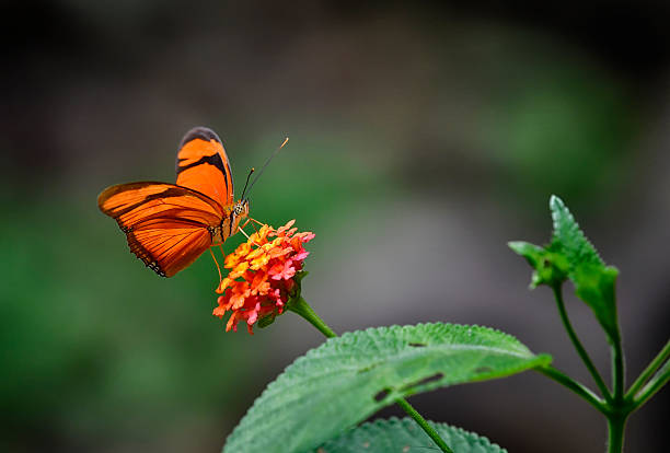 istock A Julia butterfly on a flower in the rainforest 2206868240