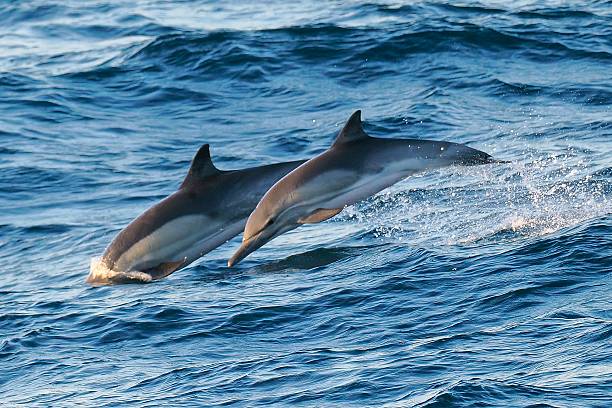 istock Two Common Dolphins breach the Pacific Ocean swell 2206868259